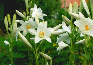 Lilium candidum 4